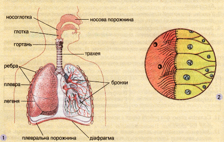 Будова дихальної системи (1). Війчастий епітелій у дихальних шляхах (2)