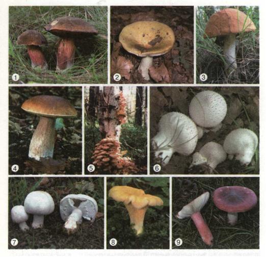 їстівні шапкові гриби: польський гриб (1), сироїжка світло-жовта (2), підосичник (3), білий гриб (4), опеньки (5), дощовик (6), печериця (7), лисичка справжня (8), сироїжка ароматна (9) . фото