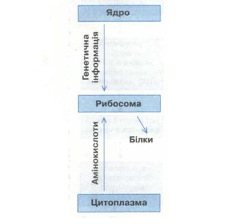 Схема біосинтезу білка.jpg