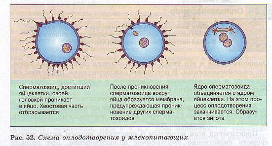 Процесс слияния спермиев с яйцеклеткой. Схема оплодотворения яйцеклетки. Схема проникновения сперматозоида в яйцеклетку. Оплодотворённая яйцеклетка схема. Этапы оплодотворения схема.