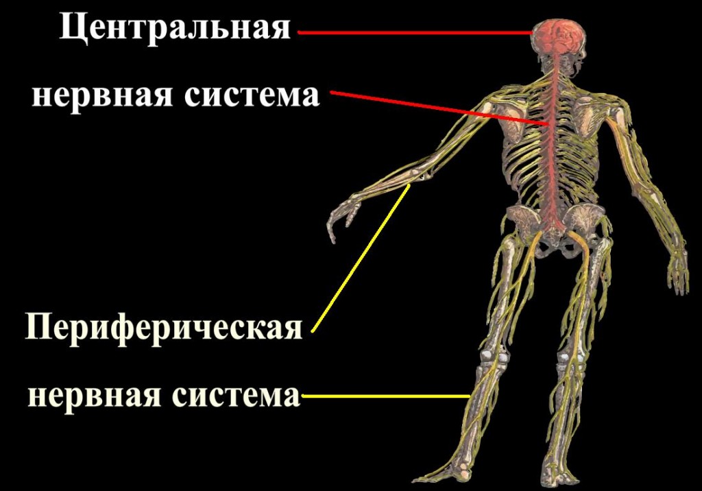 нервная система человека.фото