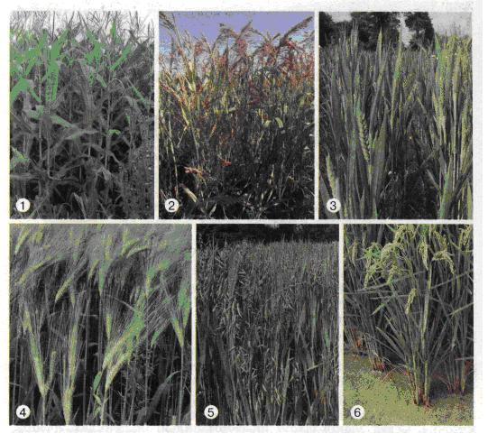 Зернові культури: кукурудза (1), просо (2), пшениця (3), жито (4), овес (5), рис (6). фото