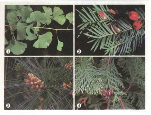 Різні типи листків голонасінних: гінкго (1), тис (2), сосна (3), туя (4). фото