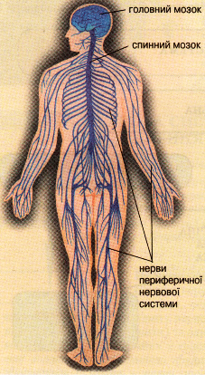 Будова нервової системи людини