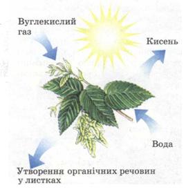 Схема фотосинтезу. Фото
