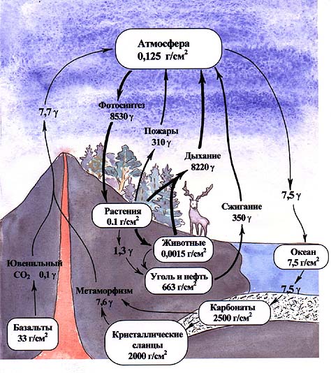 Круговорот углерода в биосфере