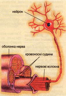 Будова нервової системи людини