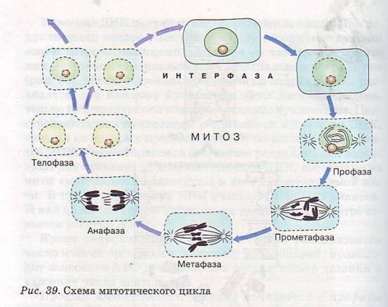 Схема митотического цикла