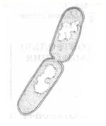 Поділ бактеріальної клітини