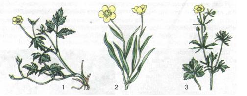 Приклади видів рослин. фото
