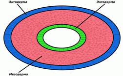 Схема поперечного зрізу Плоского черв’яка.