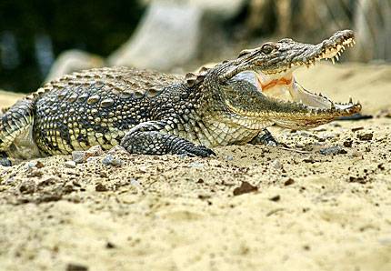 Самка крокодила охороняє кладку