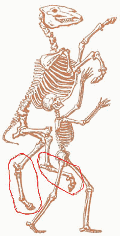 сравнение скелета человека и млекопитающего