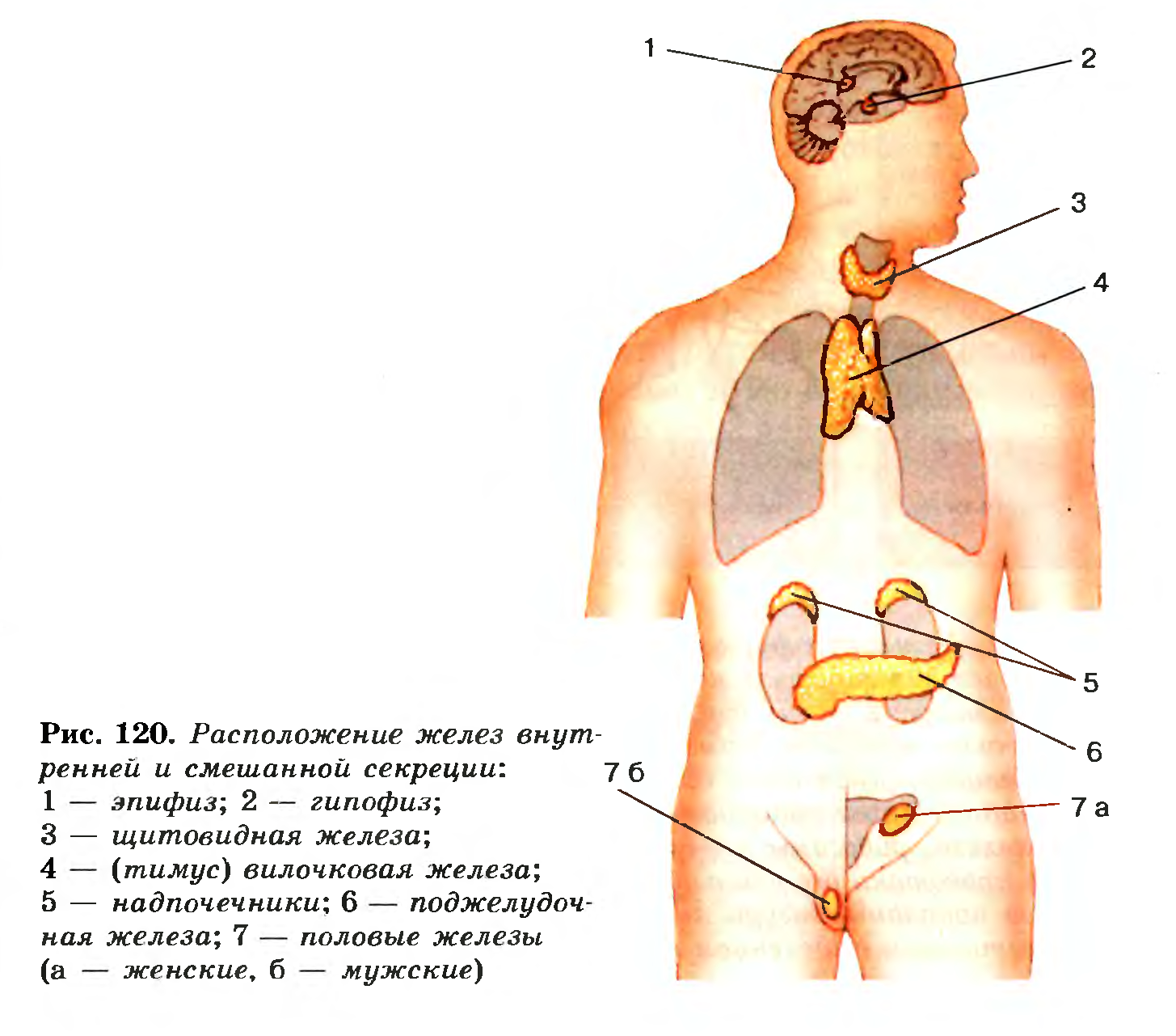 Эндокринная система железы внутренней секреции схема