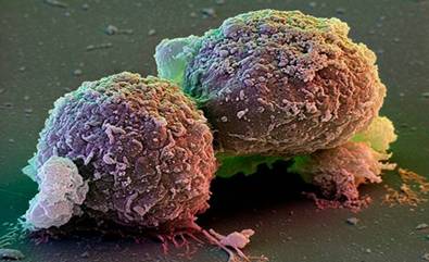 Стовбурові клітини після мітозу