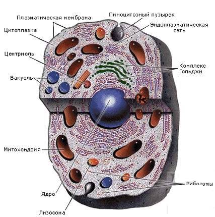 Лізососми в клітині