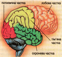 Частки півкуль головного мозку