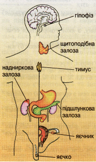 Реферат: Залози внутрішньої секреції гормони та їх роль у регуляції людини