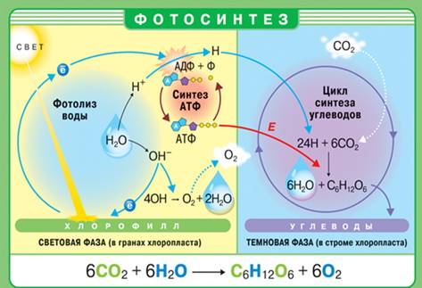 Схема фотосинтезу