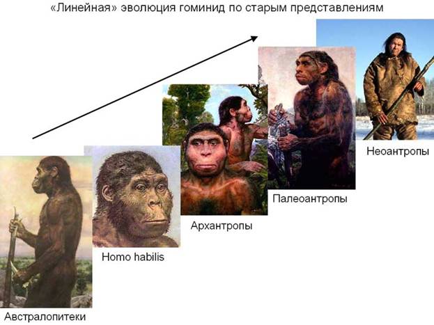 Еволюція гомінідів