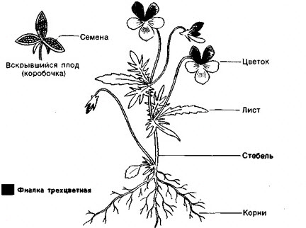 Органи рослини