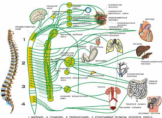 Автономная нервная система. фото
