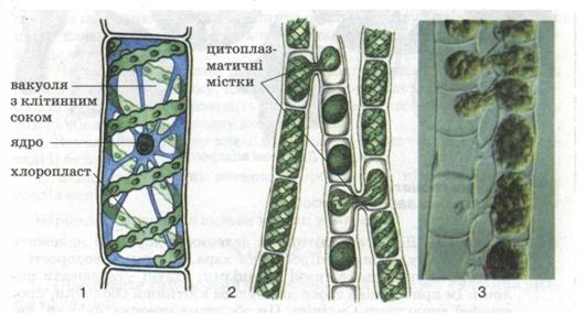 Конъюгация спирогиры. Строение клетки спирогиры. Конъюгация водоросли спирогиры. Многоклеточные зеленые водоросли улотрикс. Спирогира водоросль размножение.