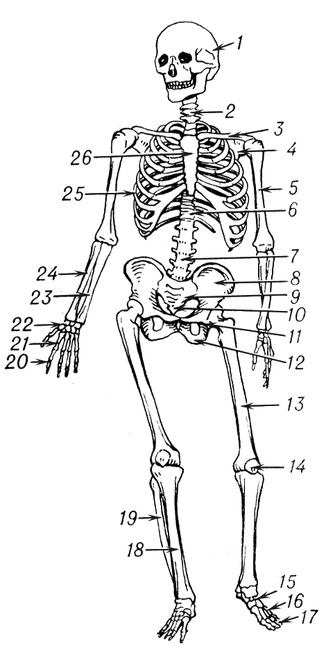 Skel-biol.jpg