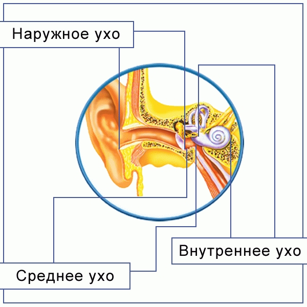 Орган слуха человека
