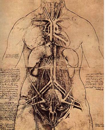 анатомические рисунки Леонардо да Винчи