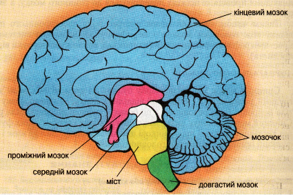Складові головного мозку