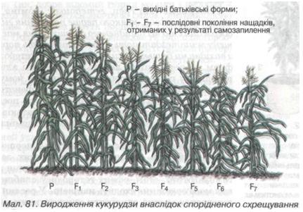 Виродження кукурудзи