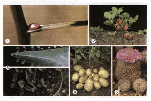 Вегетативне розмноження вивідковими бруньками (1, 3, 5), вусами (2), стебловими бульбами (4). фото