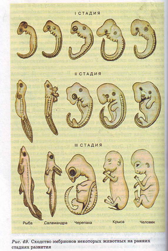 Эмбрионы