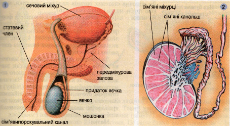 Чоловічі статеві органи (1). Будова яєчка (2)