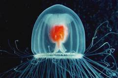 Гідроїдні медуза.