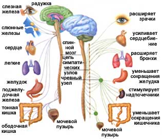 Схема строения парасимпатической нервной системы. фото