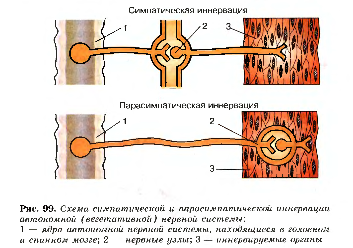 Схема симпатическойи парасимпатической иннервации нервной системы