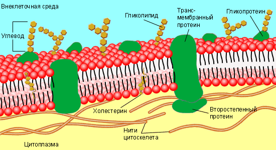 строение мембраны