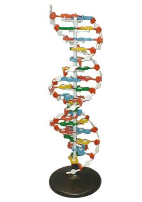 Модель ДНК