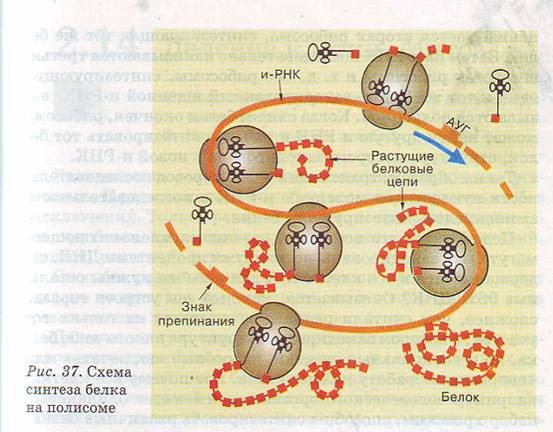 Синтез белка