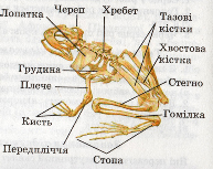 Скелет жаби