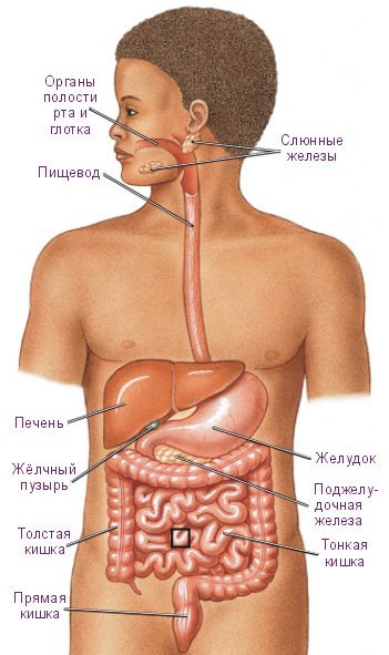 Система органов пищеварения. фото