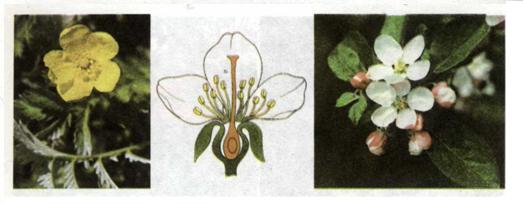 Мал. 174. Квітка розових.jpg