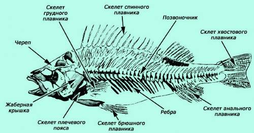 Скелет кісткових риб.