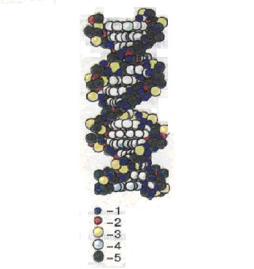 Просторова модель молекули ДНК