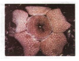 Квітка рафлезії. фото