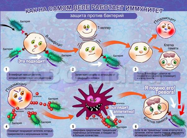 Клітинний імунітет людини