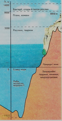 Складові біосфери. Географічні закономірності поширення ґрунтів, рослин ...