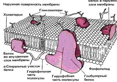 Плазматична мембрана
